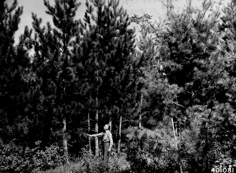 File:Photograph of Natural Stand of Red, White, and Jack Pines - NARA - 2128854.tif