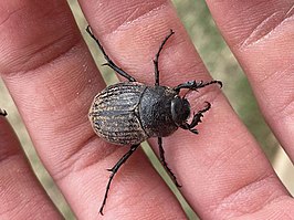 Phyllophaga cribrosa