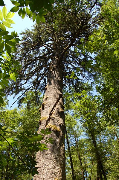 File:Picea sitchensis Tolovana Park Oregon.jpg