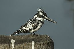 Pied Kingfisher - Gambia (31808209044).jpg