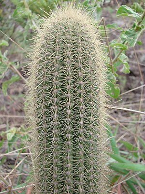 Pilosocereus vilaboensis.jpg