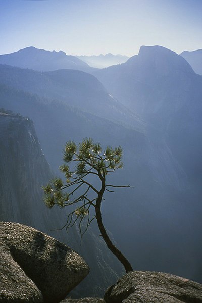 File:Pine above the Abyss (919478636).jpg