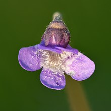 Pinguicula vulgaris flower (front view) - Keila.jpg