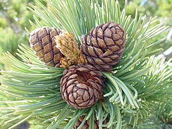 Pinus Albicaulis