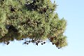 Kalábriaifenyő (Pinus brutia)