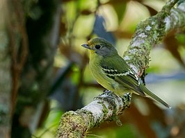 Streepvleugelmanakin