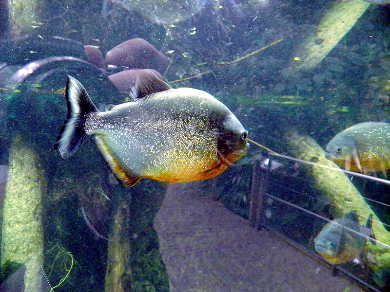 File:Piranha (Pygocentrus).jpg