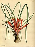 Miniatura per Pitcairnia heterophylla