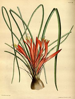 <i>Pitcairnia heterophylla</i>