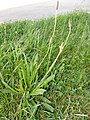 Plantago lanceolata Lingua de ovella