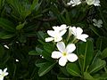 White Plumeria, found at Andhra Pradesh