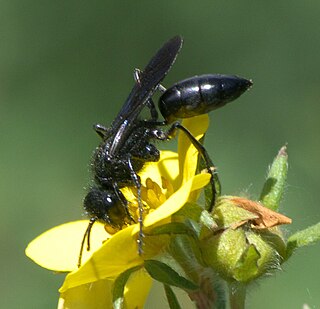 Sphecidae Family of wasps