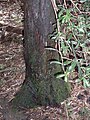 Podocarpus elatus trunk