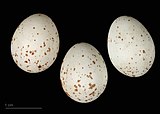 Poecile palustris MHNT.ZOO.2010.11.179.3.jpg