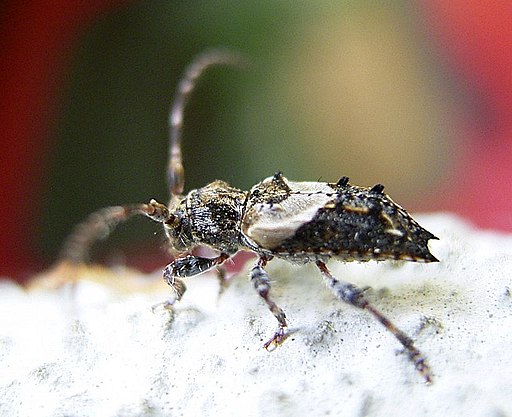 Pogonocherus hispidus