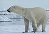 Isbjörn på Svalbard