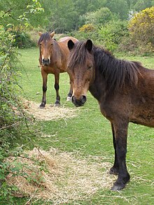 File:Ponies_feeding_on_hay,_Furze_Hill,_New_Forest_-_geograph.org.uk_-_170482.jpg