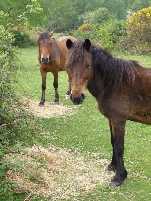 Image: Ponies feeding on hay, Furze Hill, New Forest   geograph.org.uk   170482