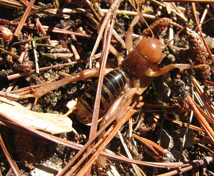 File:Potato bug cropped 1.jpg