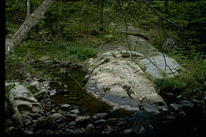 Prince William Forest Park PRWI9791.jpg