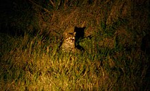 Male fishing cat captured in Thale Noi Non-Hunting Area on 15 February