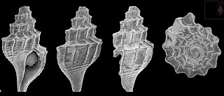 <i>Propebela rugulata</i> Species of gastropod