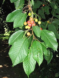 Prunus avium ripening fruit