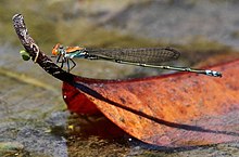 Pseudagrion akasya 2012 10 06 Ngwenya.jpg