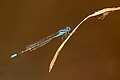 * Nomination Pseudagrion malabaricum Jungle Grass Dart_side view --PJeganathan 10:16, 13 July 2017 (UTC) * Decline For me the near eye should be in focus for QI --Alandmanson 11:17, 13 July 2017 (UTC)