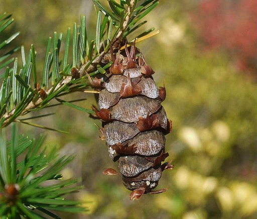 Pseudotsuga japonica togasawara04