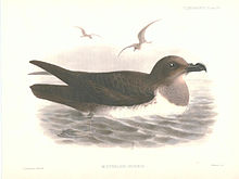 Kvitbukpetrell, Pterodroma incerta Illustrasjon av J. G. Keulemans, Public domain