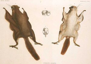 Japansk flygekorre (Pteromys momonga) skildring i Fauna Japonica av Philipp Franz von Siebold, 1866