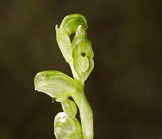 <i>Pterostylis cycnocephala</i> Species of orchid