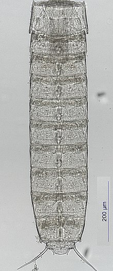 Miniatura para Kinorhyncha