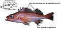 Pygmyrockfish.jpg
