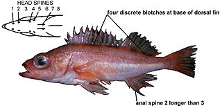 <span class="mw-page-title-main">Pygmy rockfish</span> Species of fish