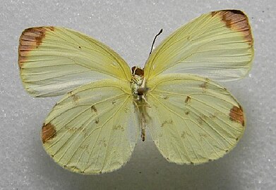 Female, ventral view