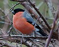 Bullfinch male