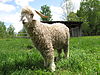 Quebec angora goat.jpg 