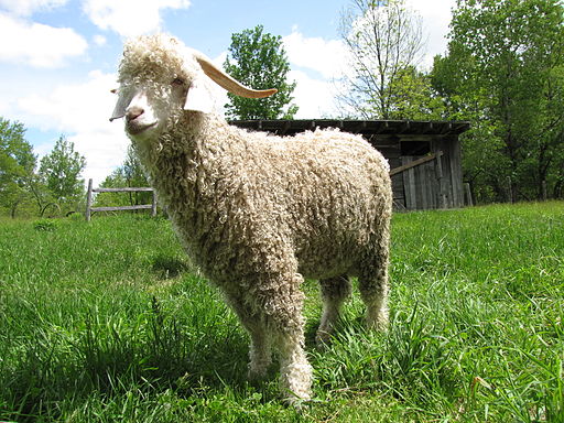 Quebec angora goat