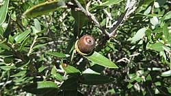 Quercus pringlei.jpg