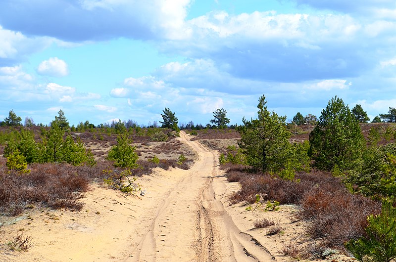 File:Rūdninkų poligonas, viržynės.JPG