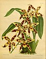 Oncidium × wilckeanum (as syn. Odontoglossum × prionopetalon) Plate 474 in: R.Warner - B.S.Williams: The Orchid Album (1882-1897)