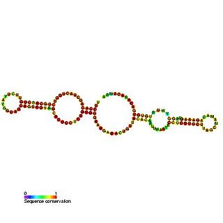 <span class="mw-page-title-main">Small nucleolar RNA SNORA41</span>