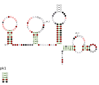 PAGEV RNA motif RNA structure