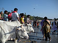 People and animals alike gather for the Holy Bath, Rameshwaram