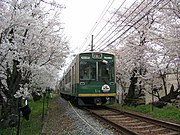 京都府京都市右京区・嵐電（京福電鉄北野線）鳴滝?宇多野の桜のトンネル