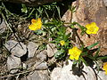 Ranunculus montanus