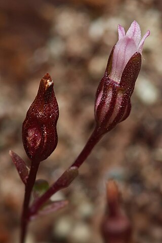 <i>Ravenella griffinii</i> Species of flowering plant