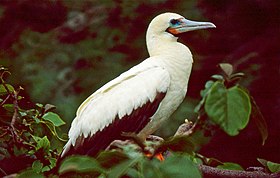 Red-footed Booby (Sula sula) (22079771838).jpg